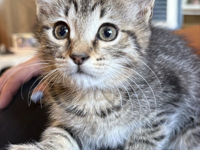Sweet Tabby Female Kitten
