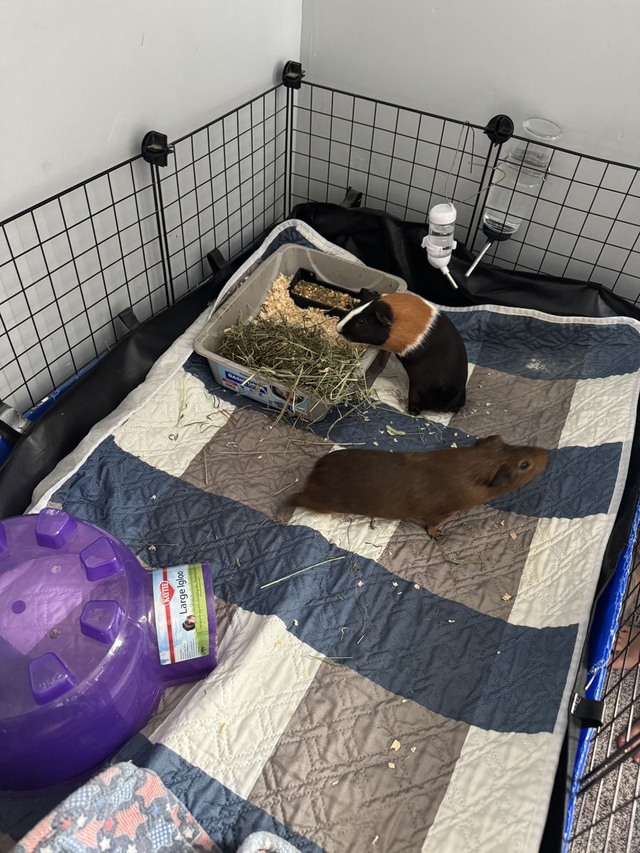6 month old bonded males