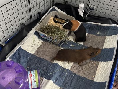 6 month old bonded males