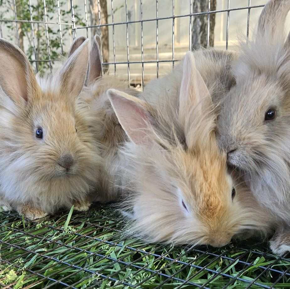 lion head mix bunnies