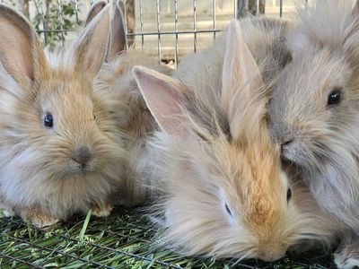 lion head mix bunnies