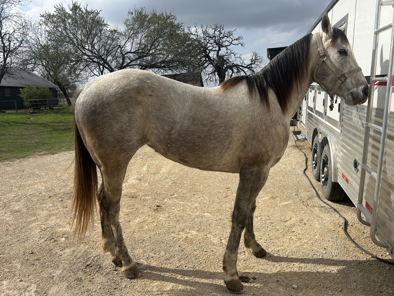 4 year old registered quarter horse
