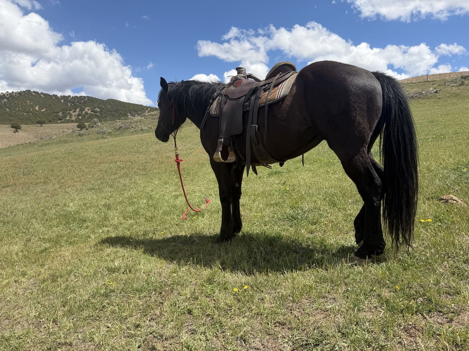 Draft cross 3 year old mare