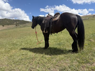 Draft cross 3 year old mare