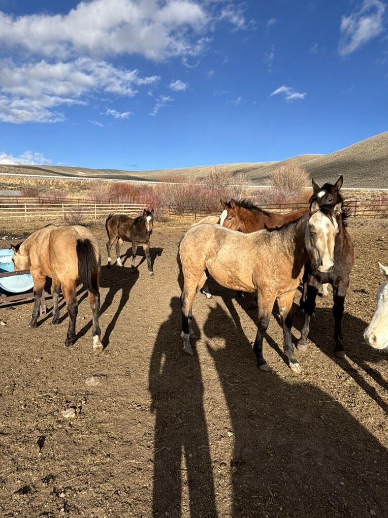 Sunfrost Ranch Colts And Fillys