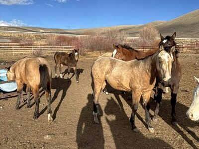 Sunfrost Ranch Colts And Fillys
