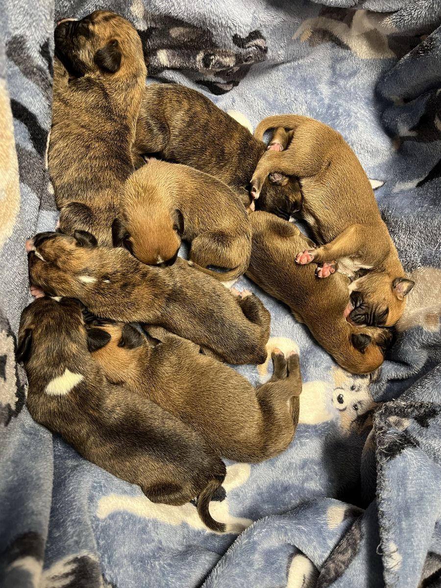 Boxer puppies