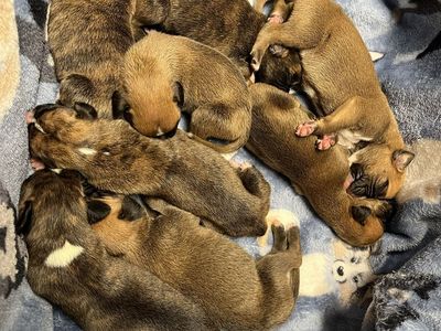 Boxer puppies