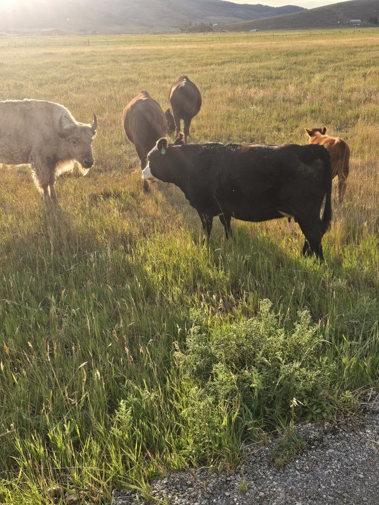 mini hereford cows