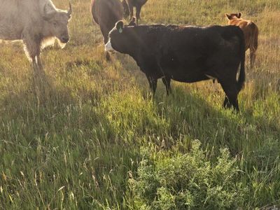 mini hereford cows