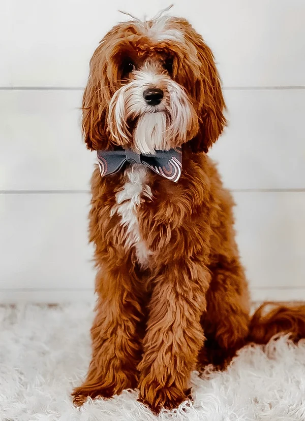 Mac -/+ Toy Multigen Goldendoodle Stud Ssp