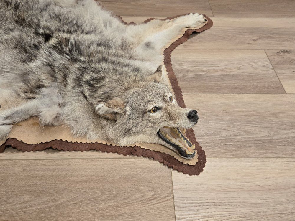 Coyote rug