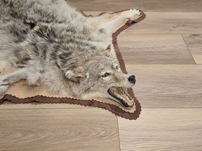 Coyote rug