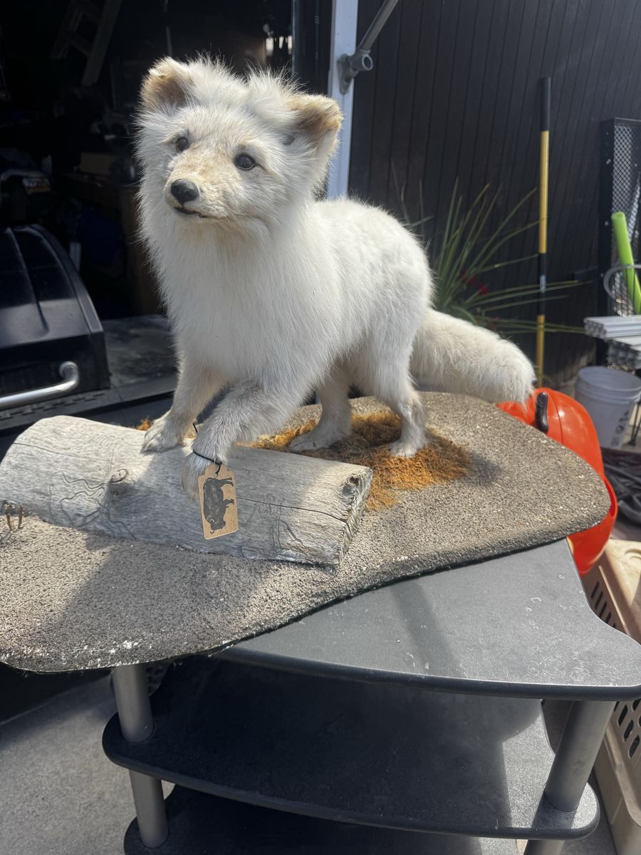 Arctic Fox Taxidermy