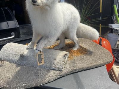 Arctic Fox Taxidermy