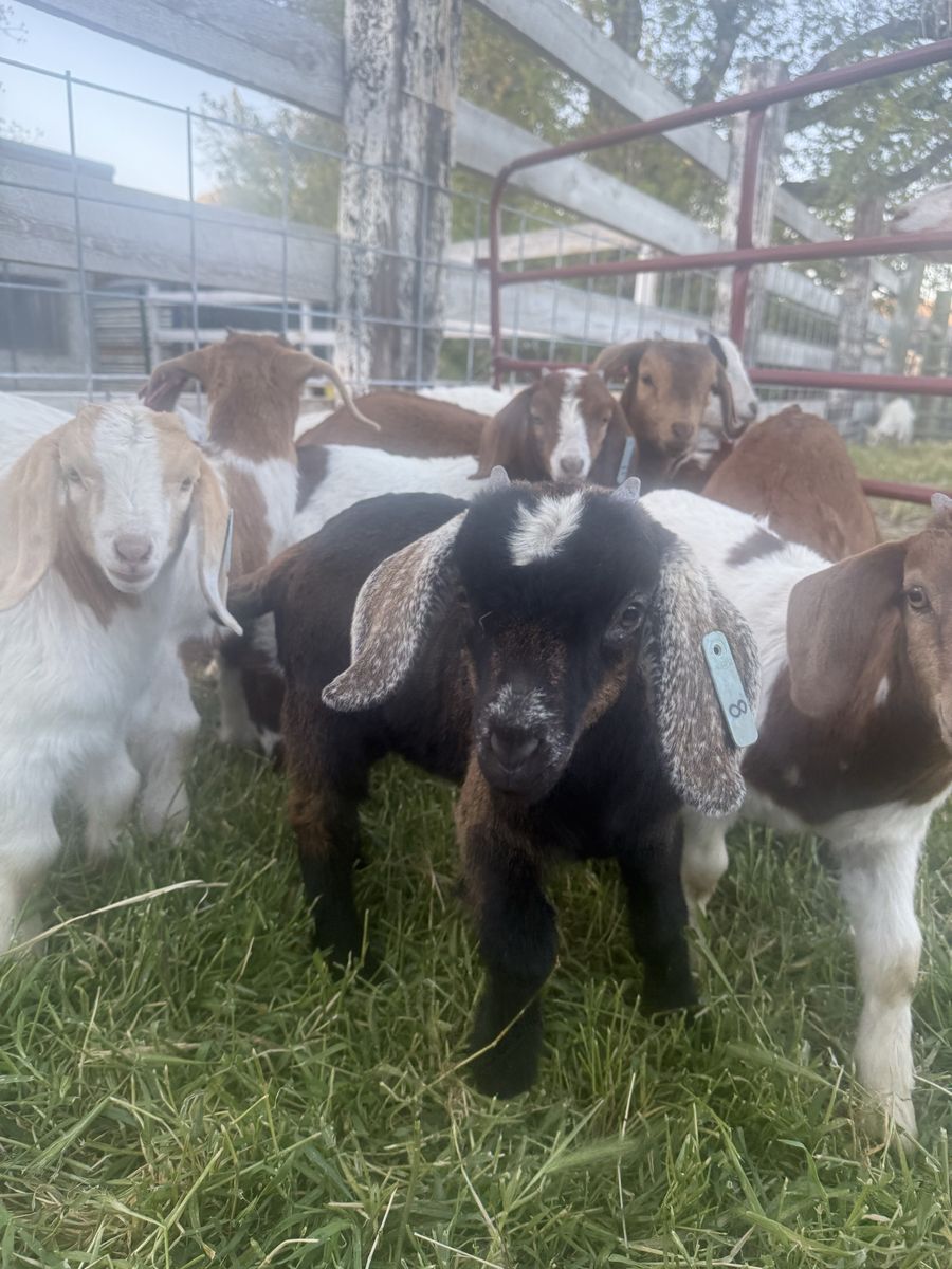 Purebred Boer kids