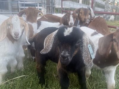 Purebred Boer kids