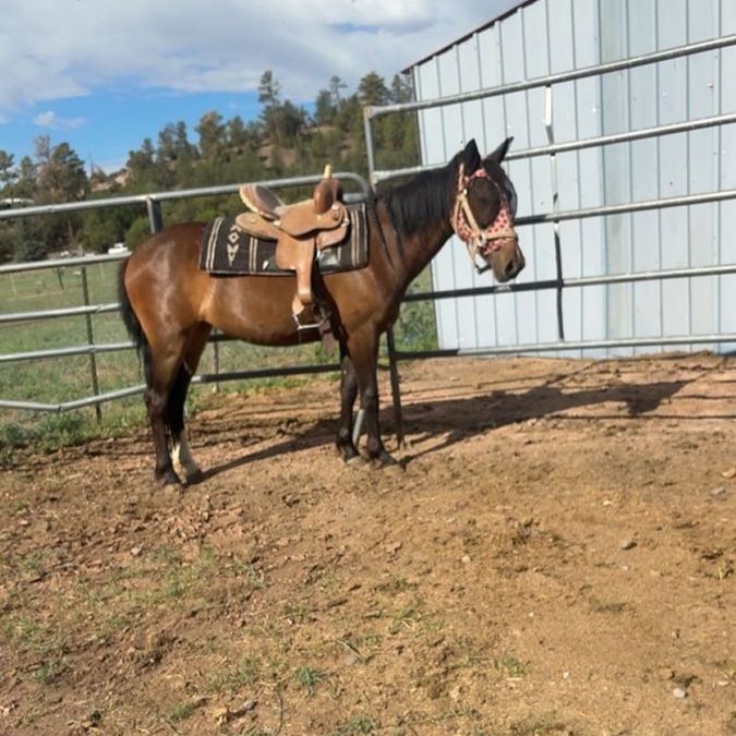2 yr old grade filly