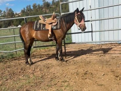 2 yr old grade filly