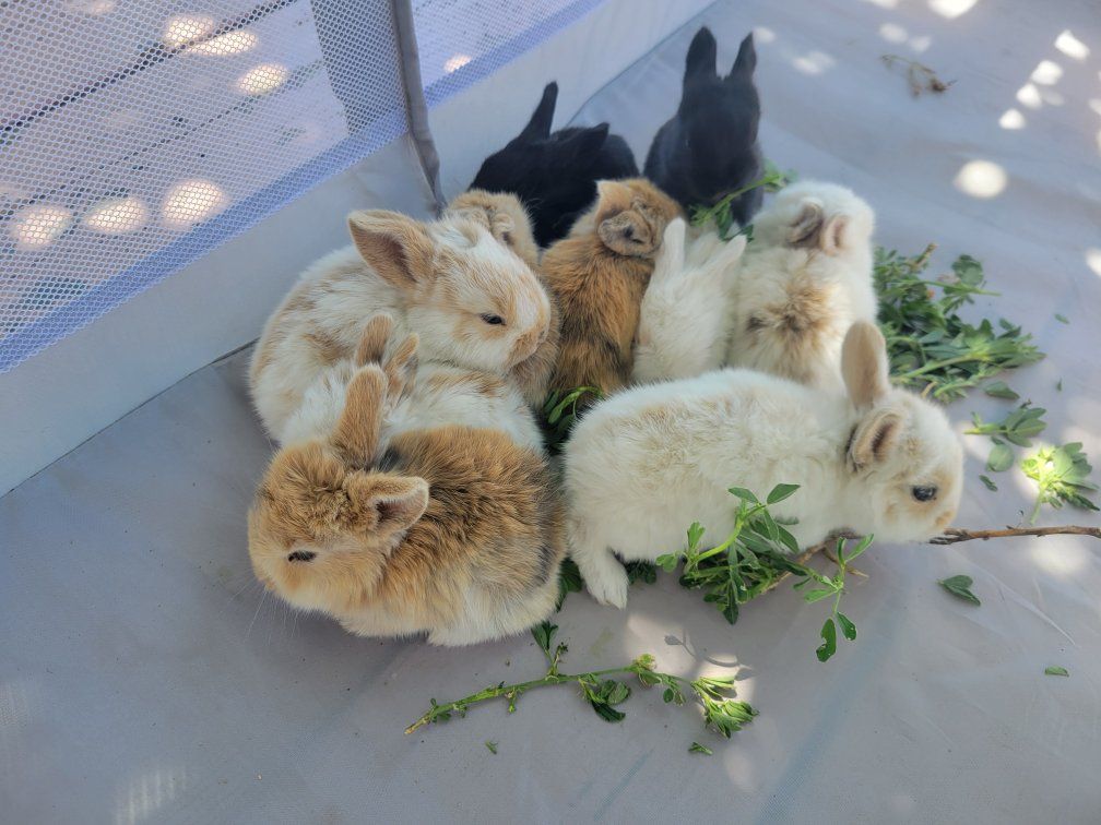 Baby Bunny Fun/Therapy