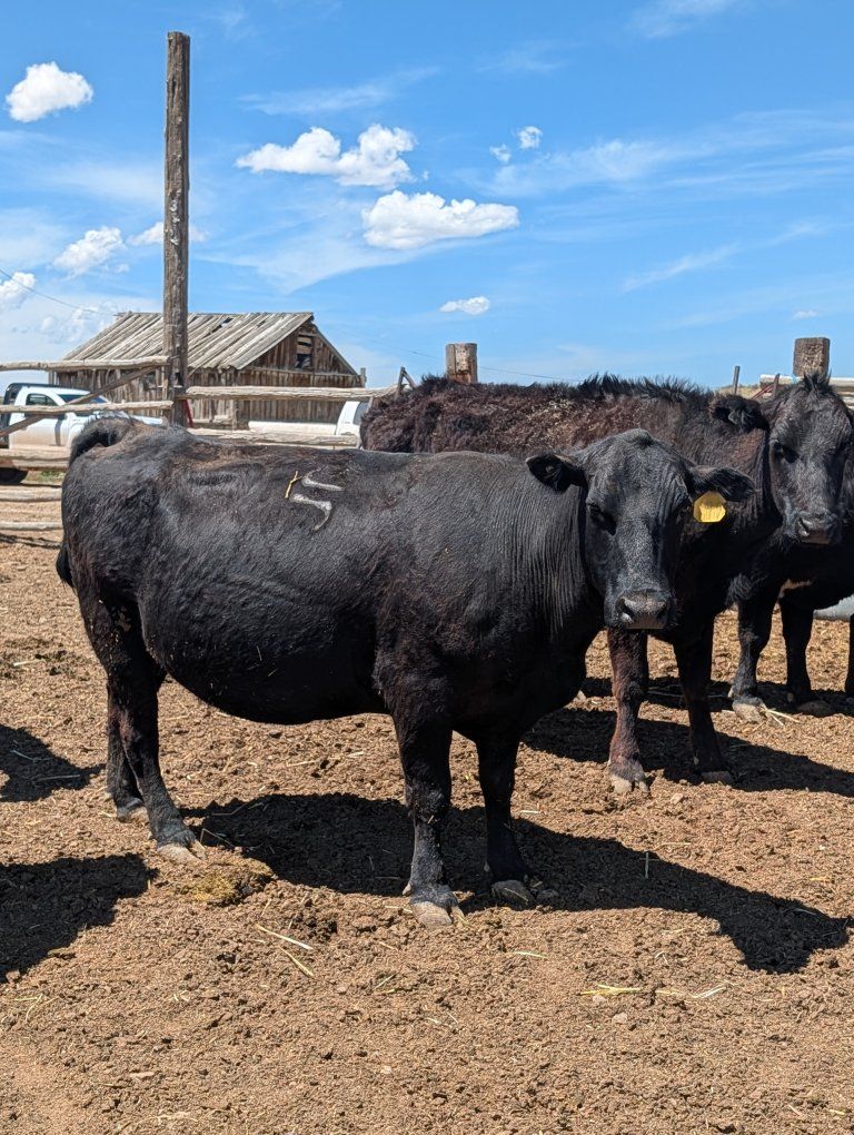 12 Angus Cow/Calf PAIRS