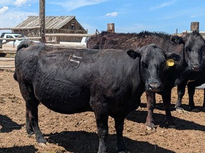 12 Angus Cow/Calf PAIRS