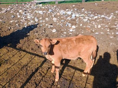 Cow calf pair (wagyu)