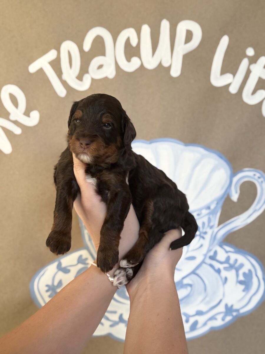 Multigen Teacup Bernedoodle
