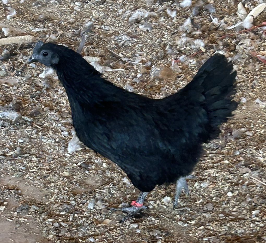 Ayam Cemani Hen