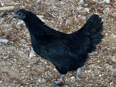 Ayam Cemani Hen