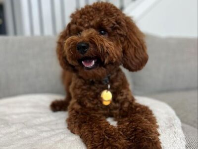 Poe - 15lb. -/- Multigen Toy Goldendoodle Stud