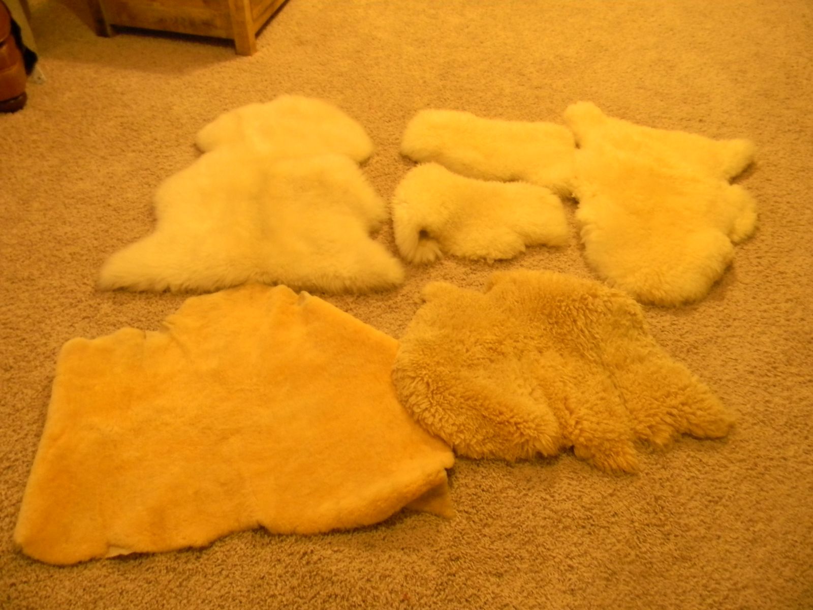 EXOTIC AND DOMESTIC SHEEP HIDES