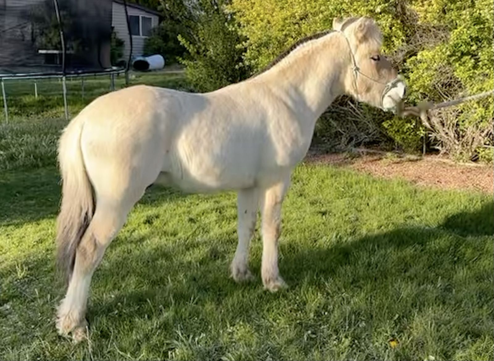 Fjord Horse Colt (registered)