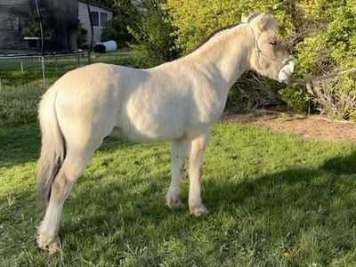 Fjord Horse Colt (registered)