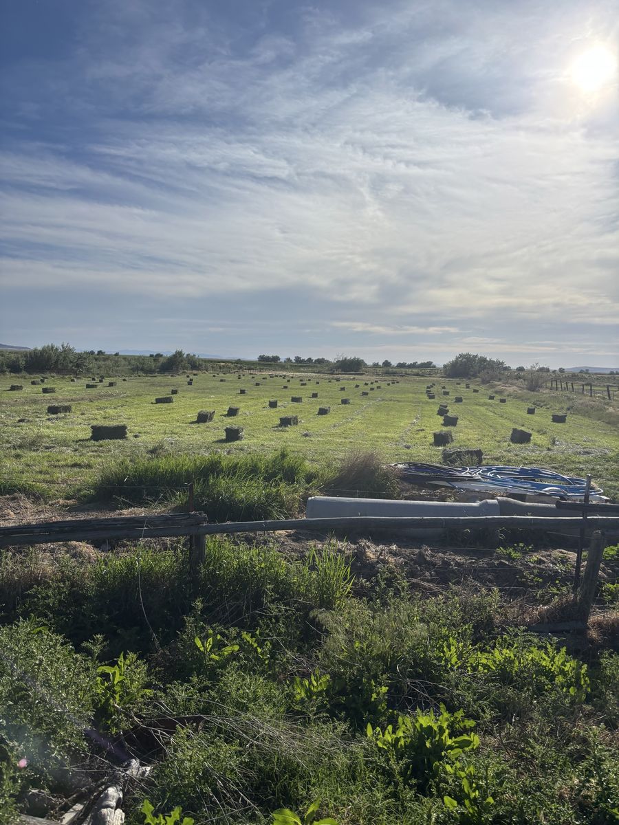 Grass hay horse quality