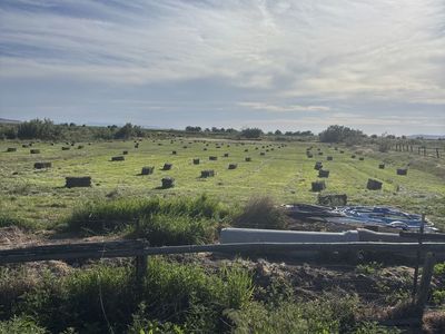 Grass hay horse quality