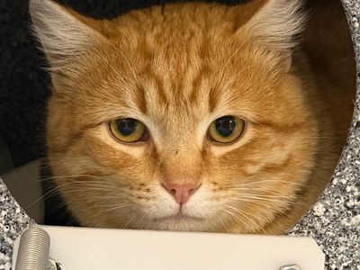 Hello my name is Hubie