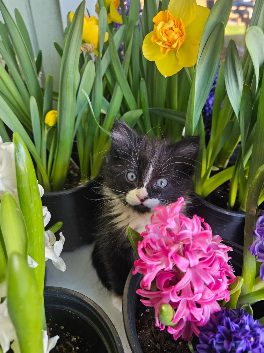 Adorable kitten for adoption