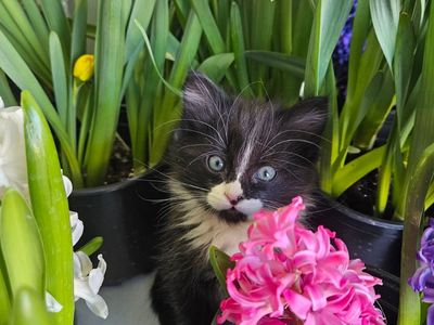 Adorable kitten for adoption