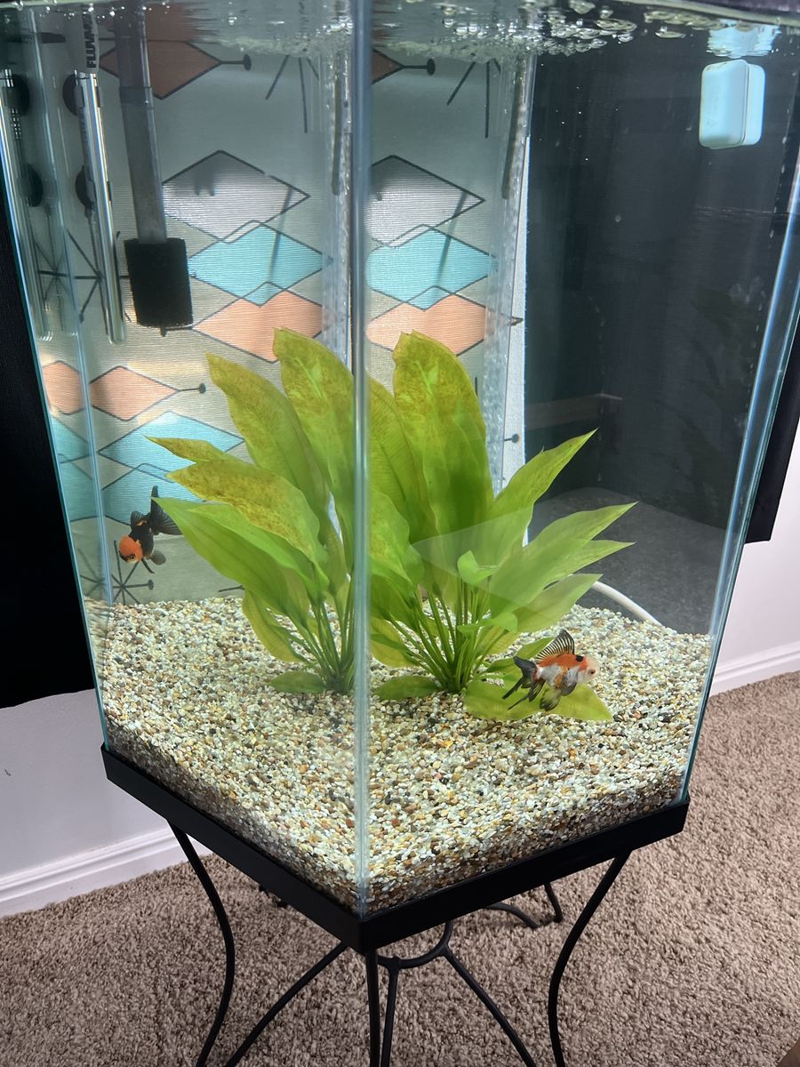 35 gallon Hexagon aquarium