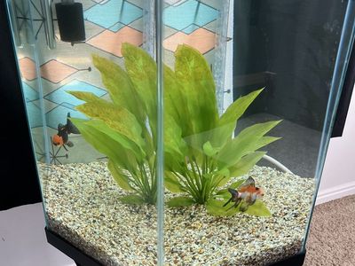 35 gallon Hexagon aquarium