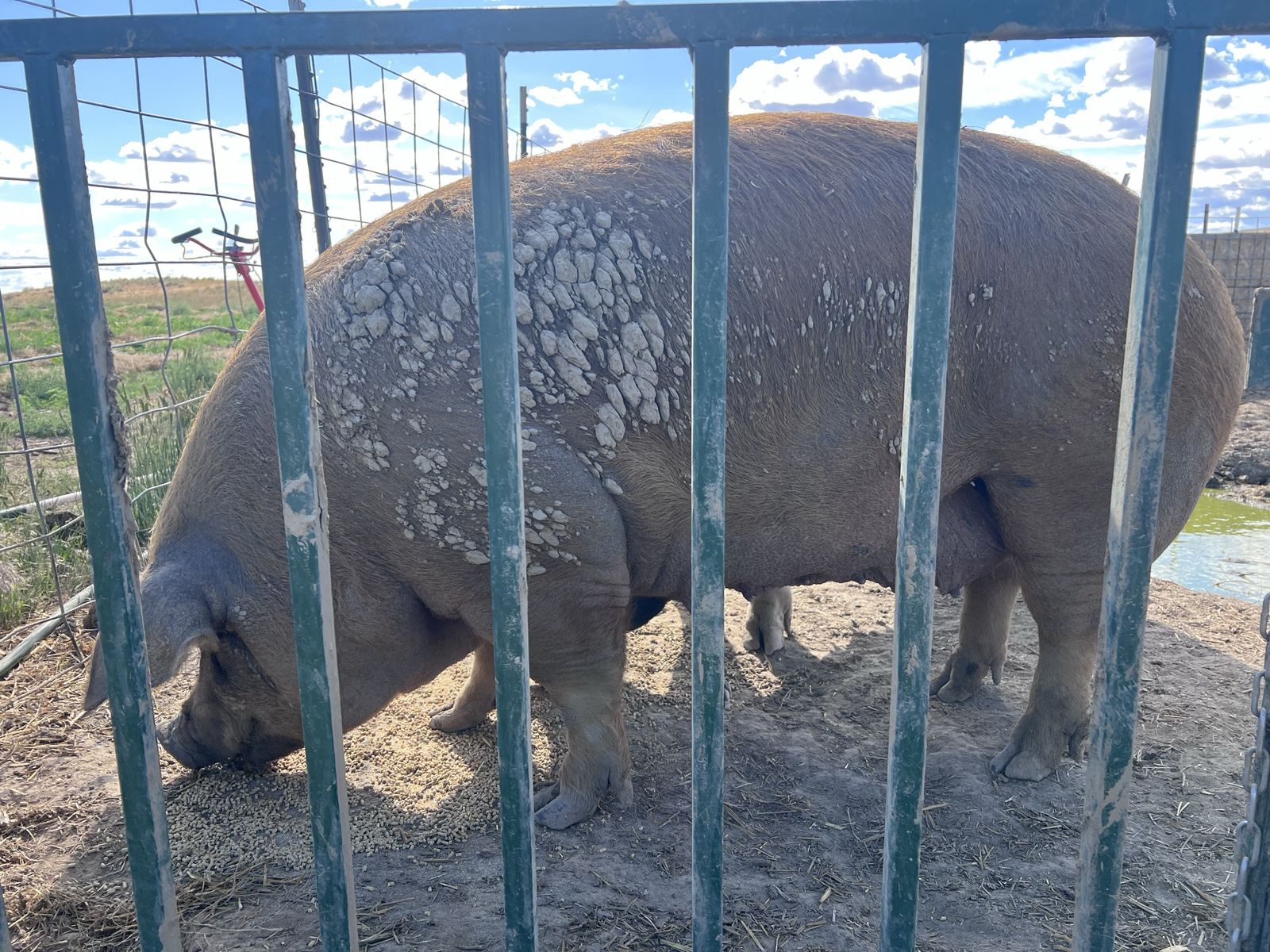 Duroc sow
