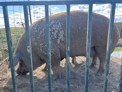 Duroc sow