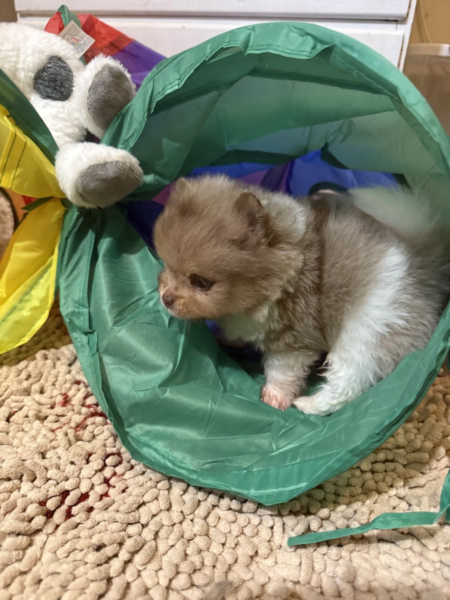 AKC Merle Pomeranian puppies