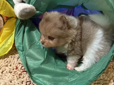 AKC Merle Pomeranian puppies