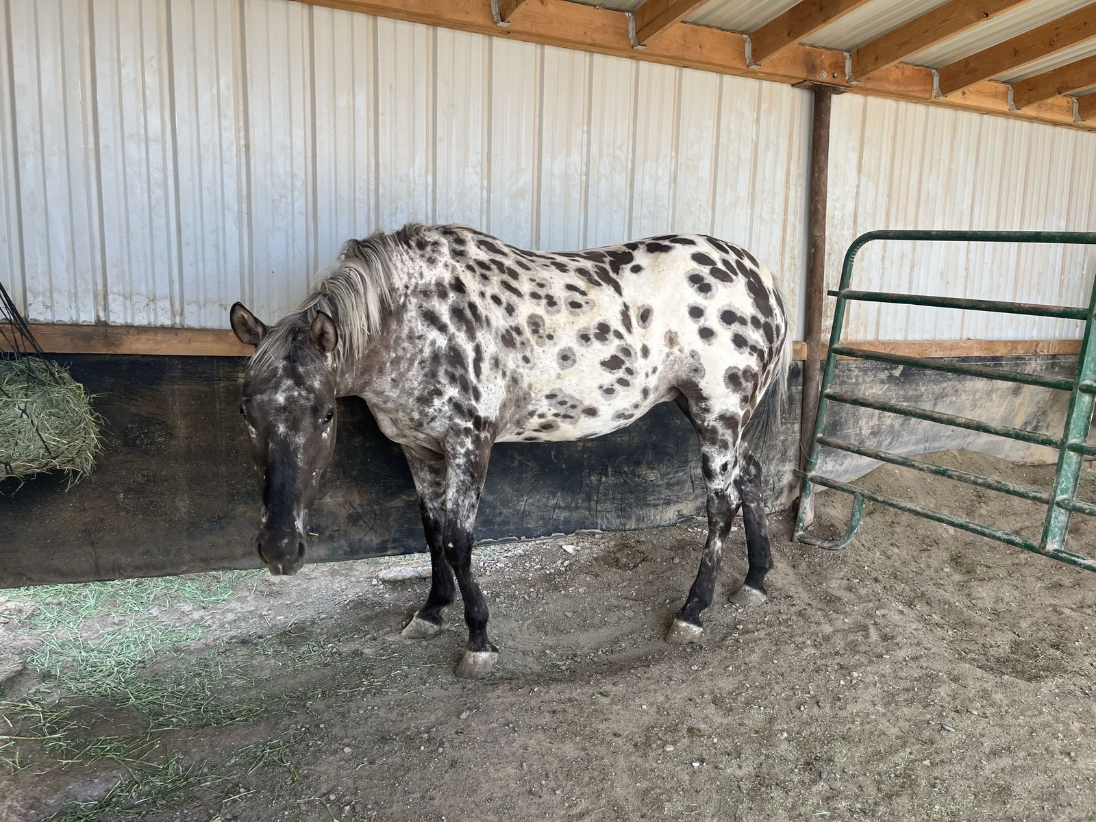 Appaloosa Mare