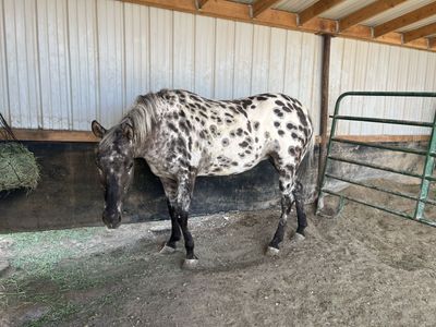 Appaloosa Mare