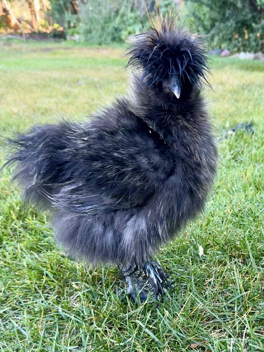 Black Silkie Roo