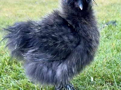 Black Silkie Roo