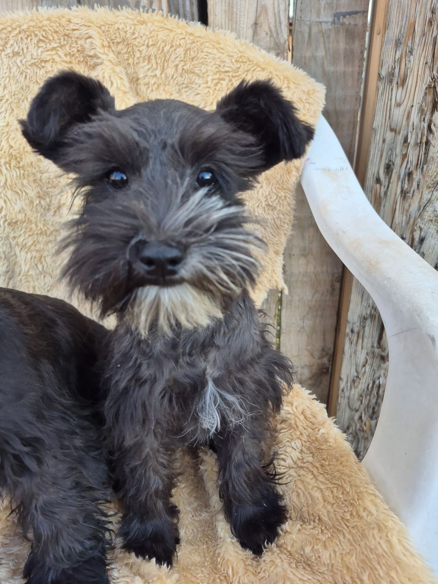 Adorable Miniature Schnauzer Puppies